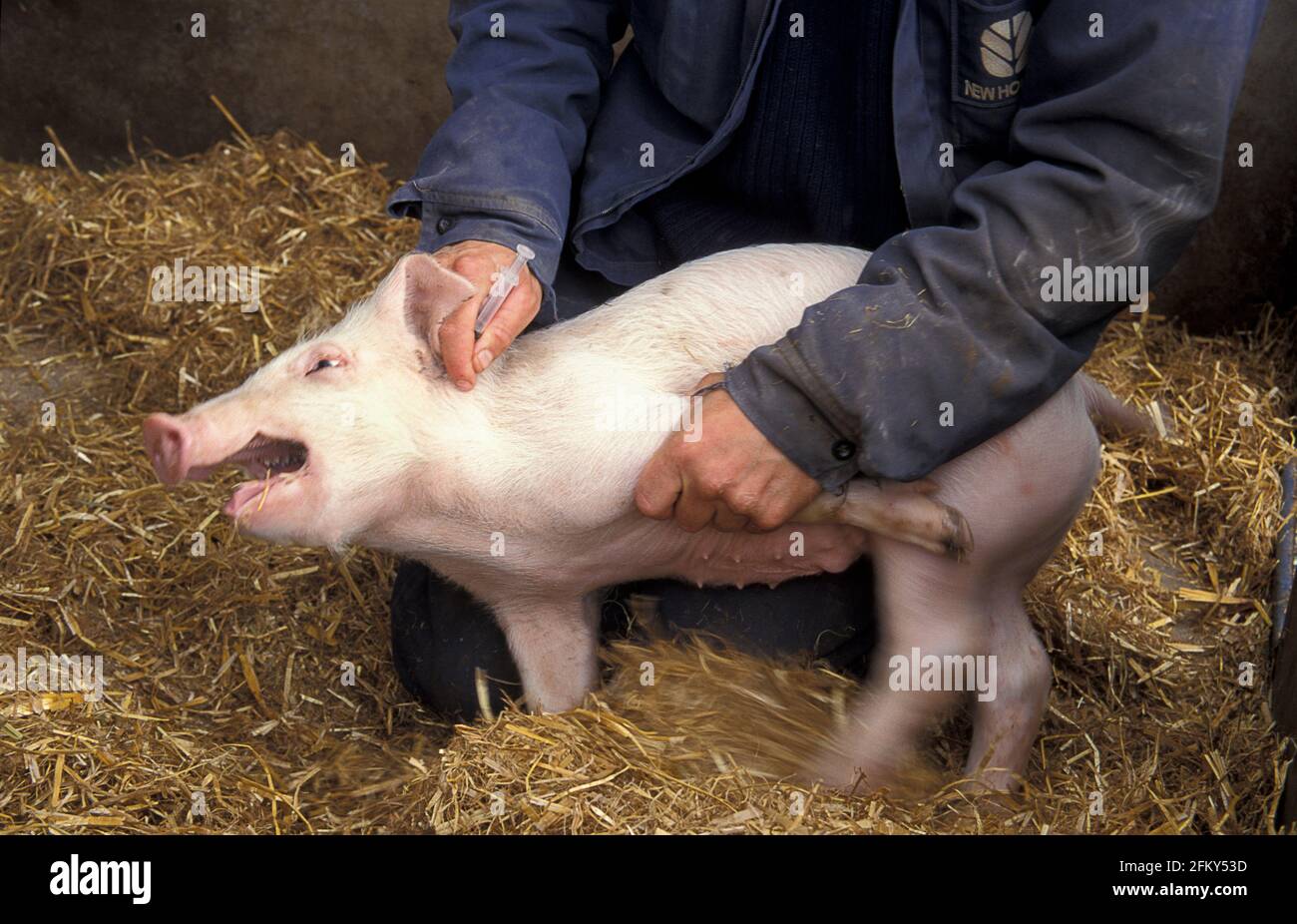 Pig crying hires stock photography and images Alamy