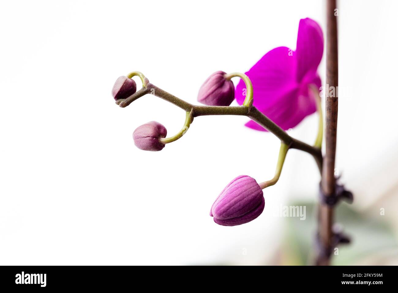 A close up portrait of multiple closed purple moth orchid buds on a plant branch, with in the white background an open orchidaceae flower of the phala Stock Photo