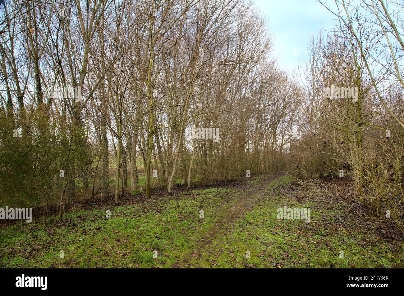 Path in grove in the italian countryside in winter Stock Photo