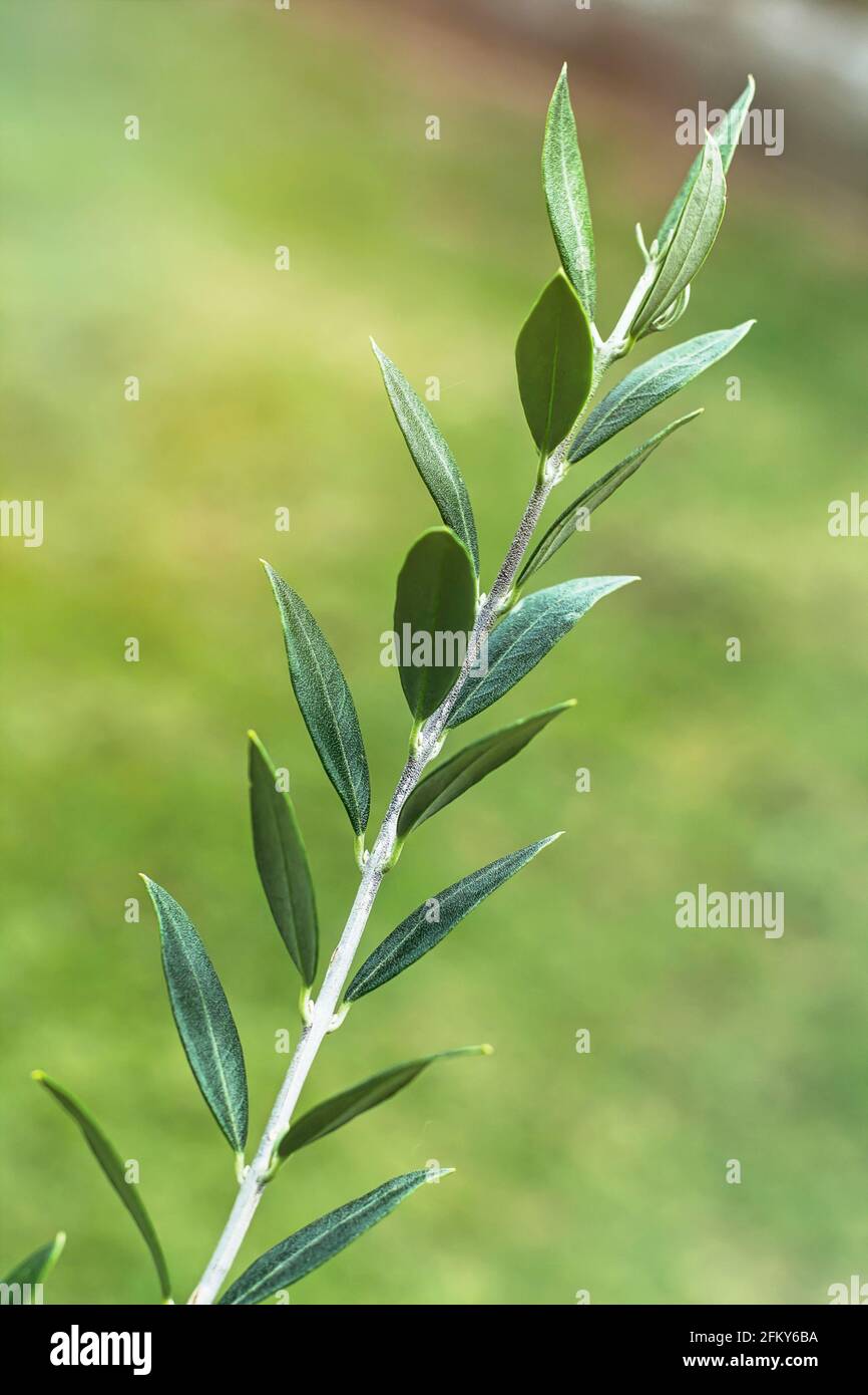 Olive tree branch green leaves hi-res stock photography and images - Alamy