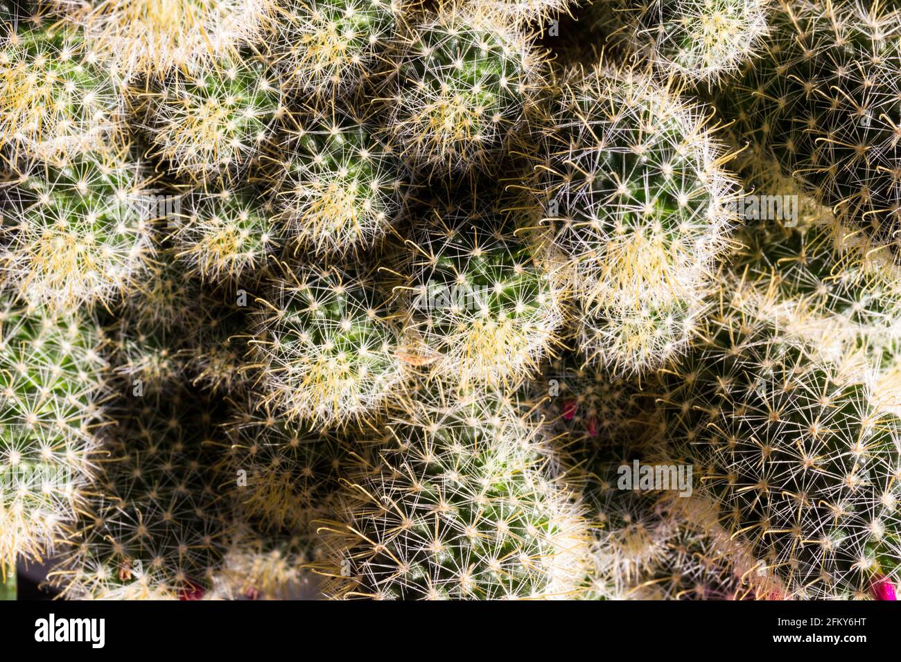 Close up of Spiny pincushion cactus (Mammillaria spinosissima) Stock Photo
