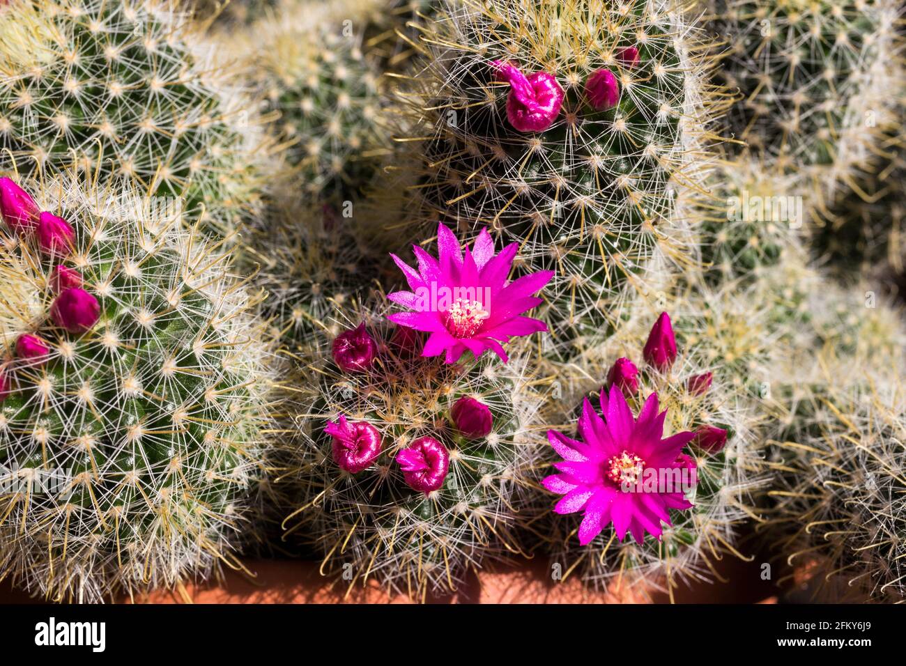 Close up of flowering Spiny pincushion cactus (Mammillaria spinosissima) Stock Photo