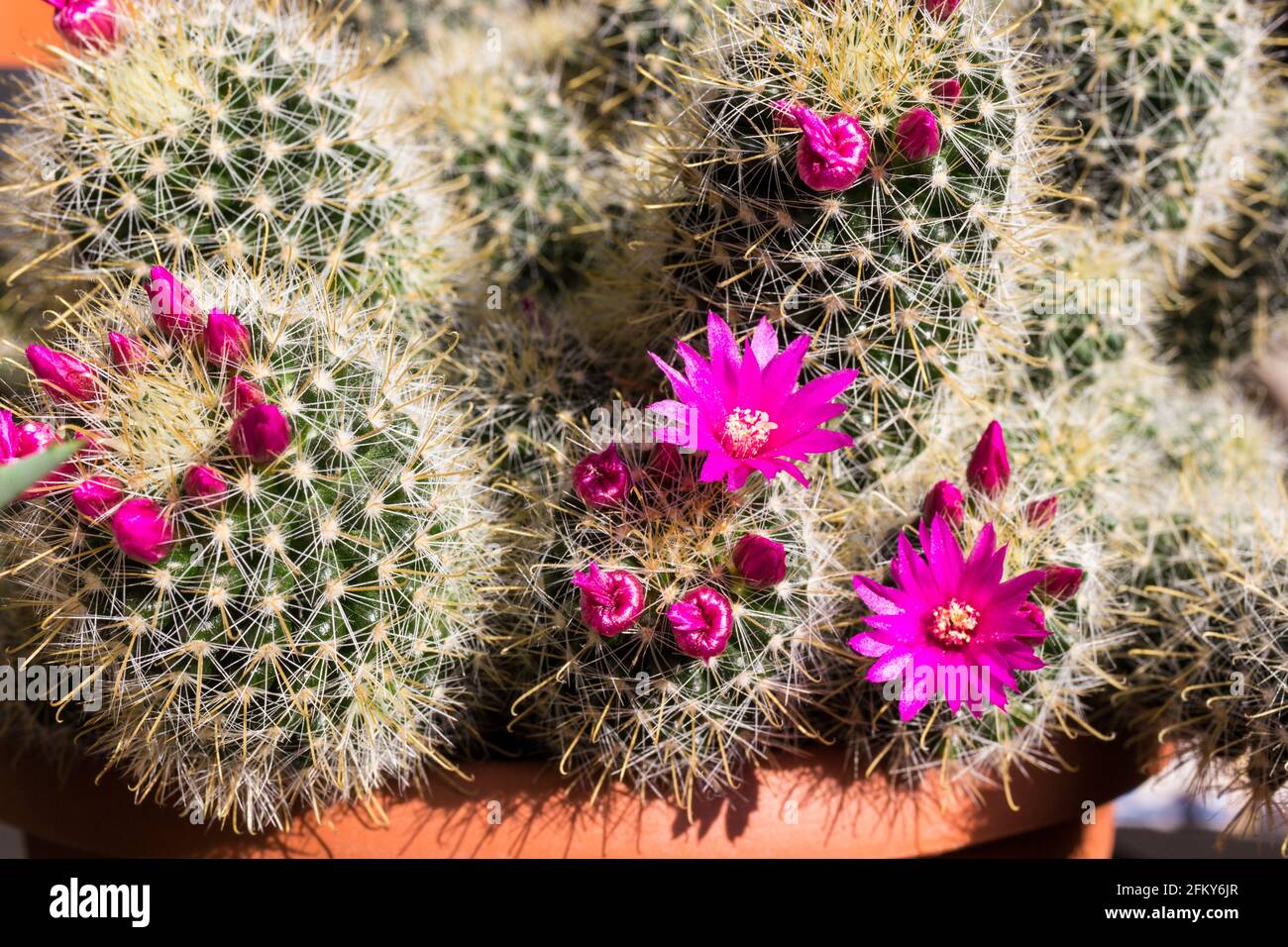 Close up of flowering Spiny pincushion cactus (Mammillaria spinosissima) Stock Photo