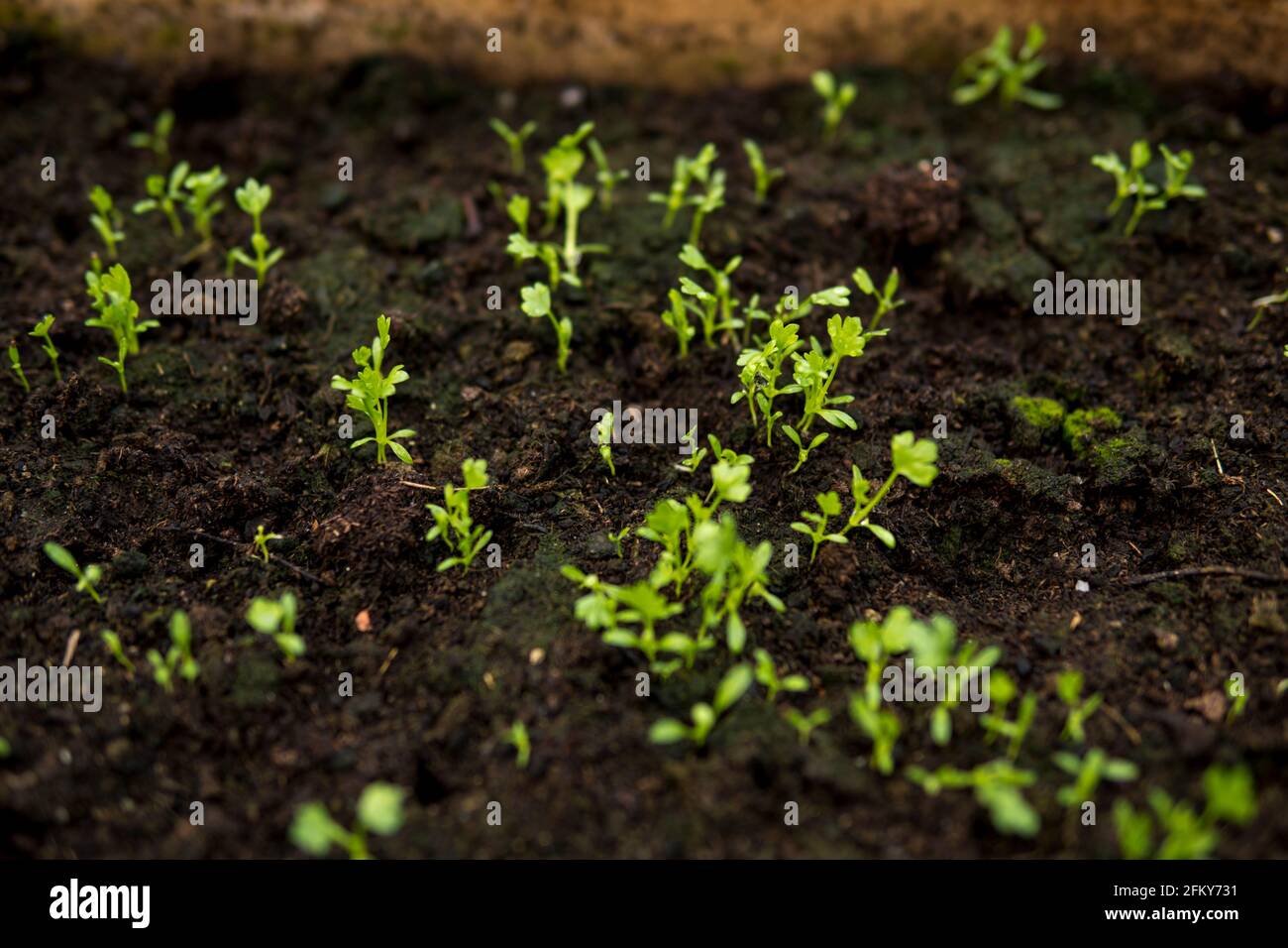 close up of small seedling growing in a fertile soil inside f a ...