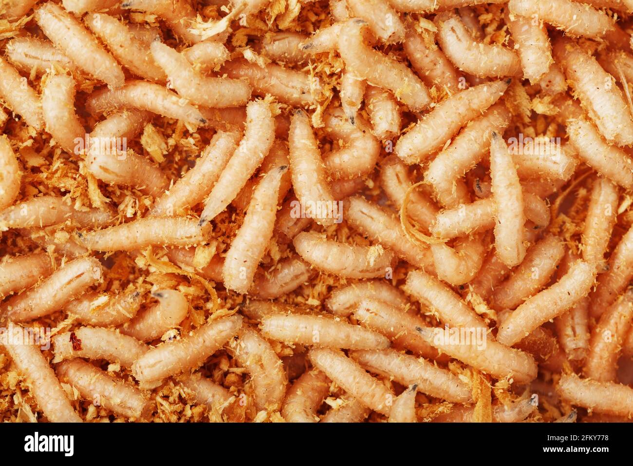 Maggots in spanish