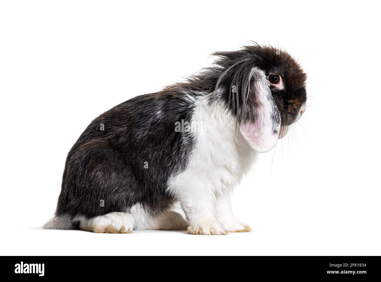 Shaggy Black and white Lop Rabbit, isolated on white Stock Photo - Alamy