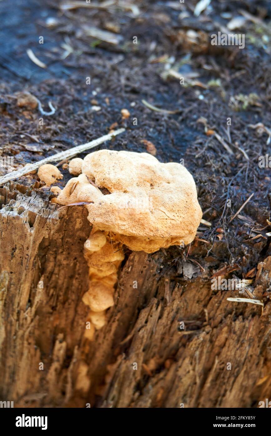 White Hydnum rufescent grown on a trunk in the forest Stock Photo