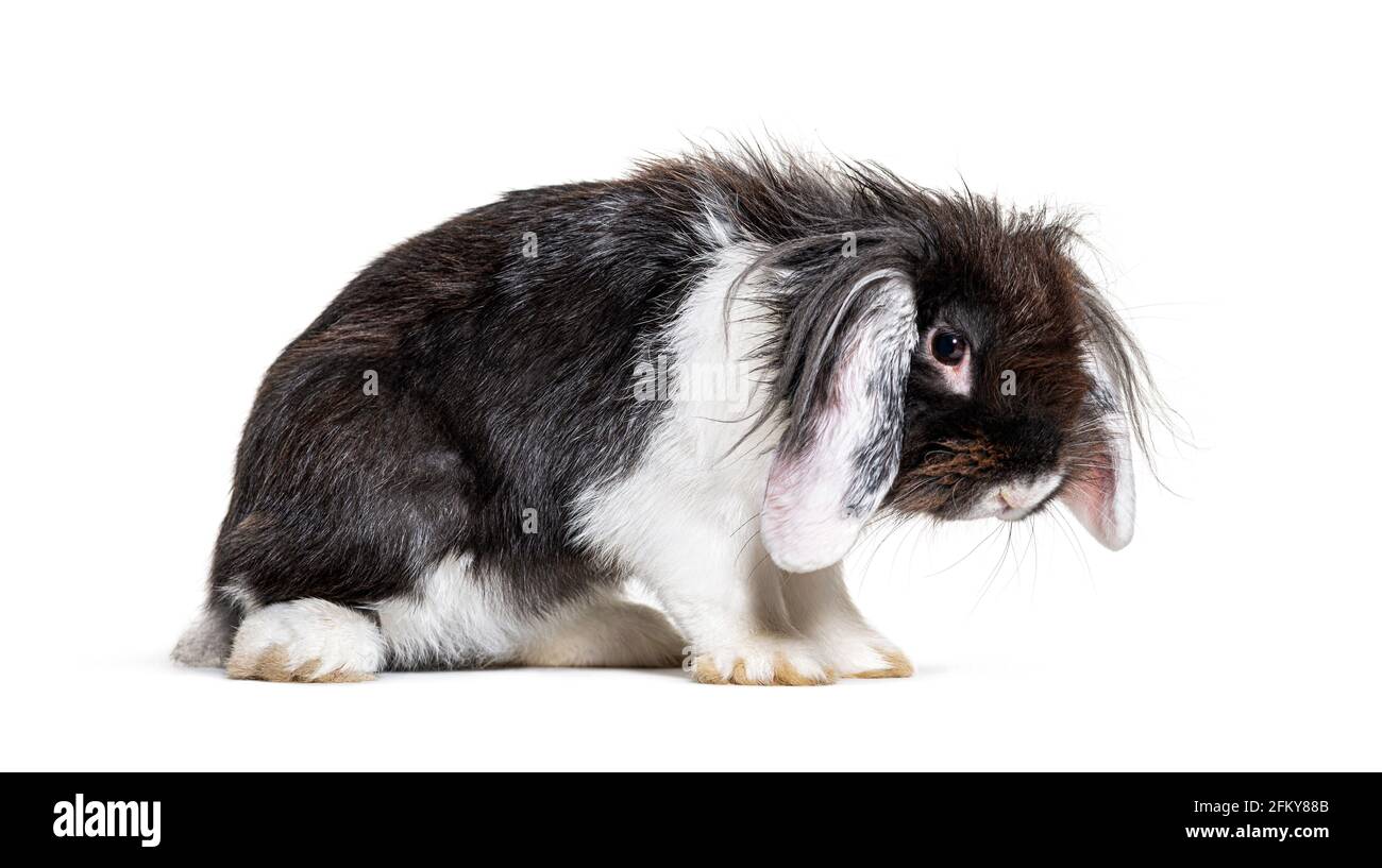 Shaggy Black and white Lop Rabbit in a bad mood, isolated Stock Photo