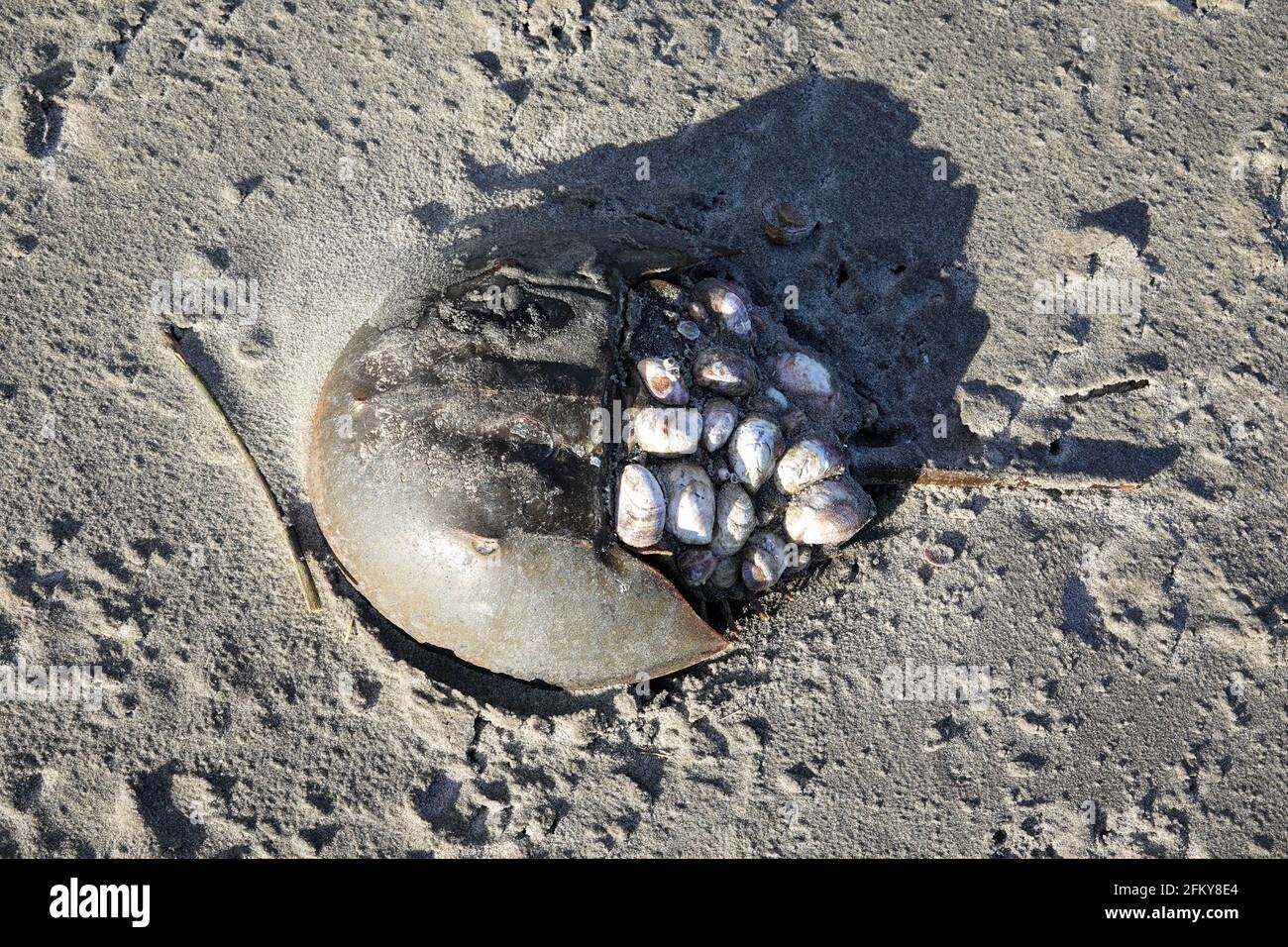 Horseshoe crab florida hires stock photography and images Alamy