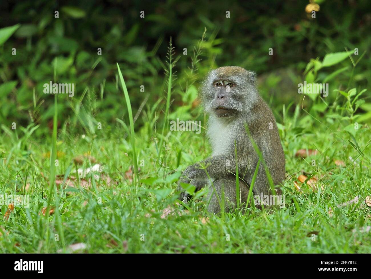 Long-tailed Macaque (Macaca fascicularis fascicularis) adult sitting in grassy clearing Way Kambas NP, Sumatra, Indonesia         June Stock Photo