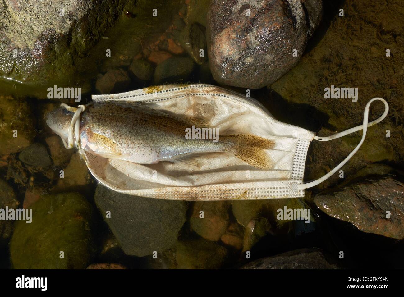 Dead fish (Eurasian ruffe) and a discarded face mask floating in the Baltic sea and partly laying on slimy rocks in Southern Finland in spring 2021. Stock Photo