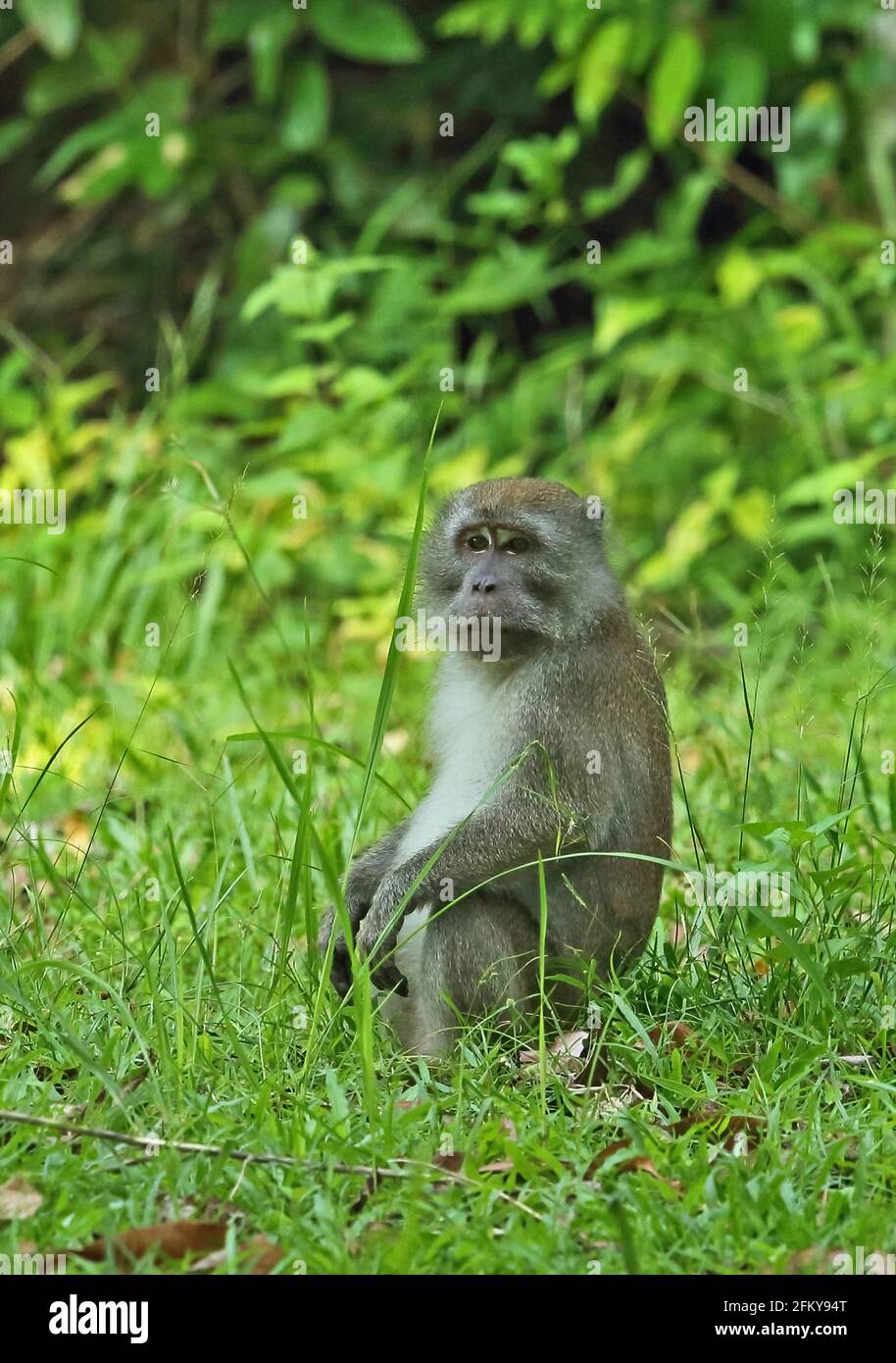 Long-tailed Macaque (Macaca fascicularis fascicularis) adult sitting in grassy clearing  Way Kambas NP, Sumatra, Indonesia         June Stock Photo