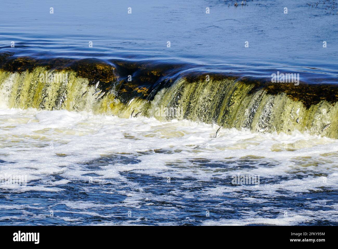 in spring fish jumps on waterfall Ventas rumba at Kuldiga city, Latvia Stock Photo
