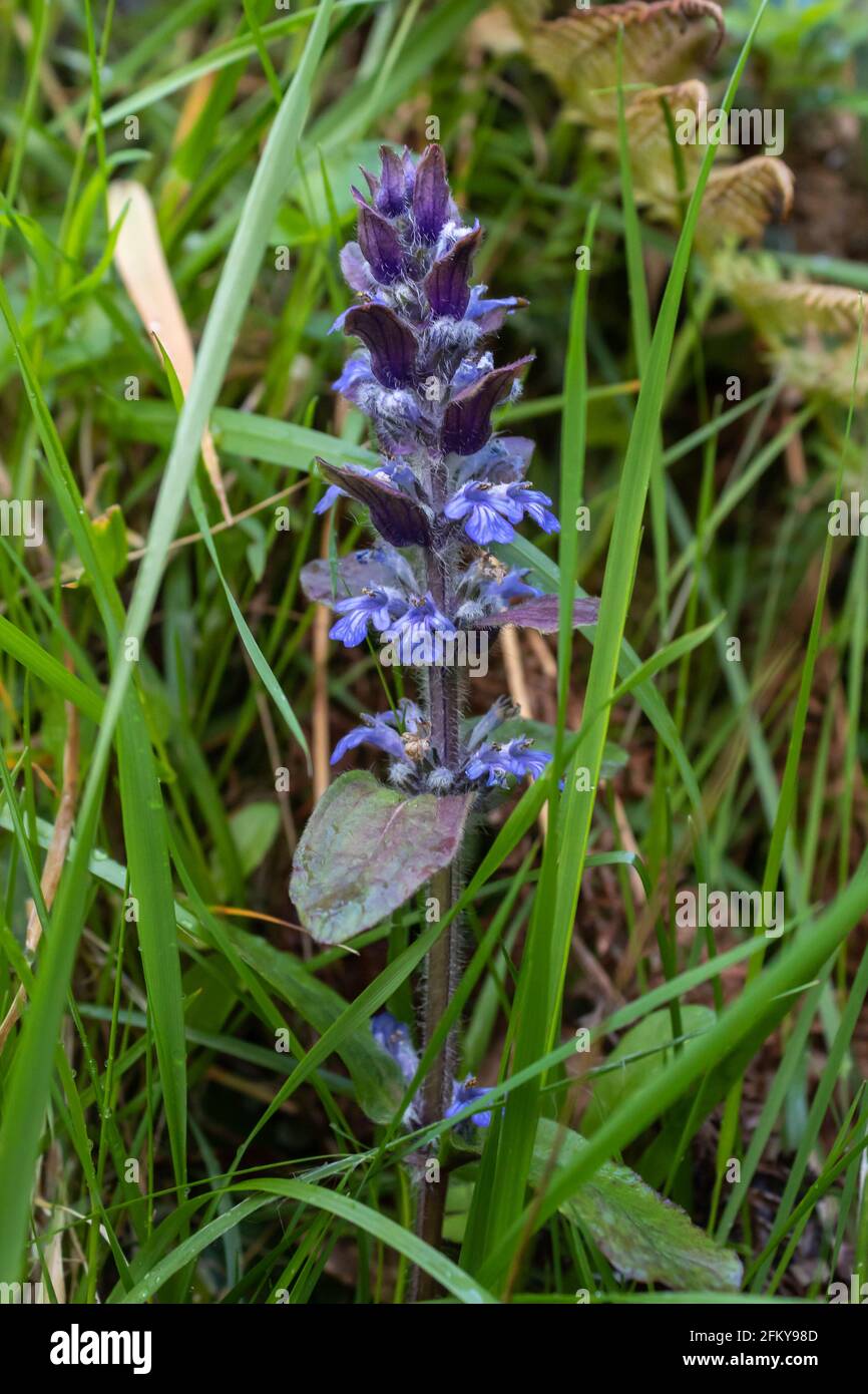 The bugule (Ajuga reptans), also known as comfrey media, is a phanerogamic species belonging to the Lamiaceae family. Stock Photo