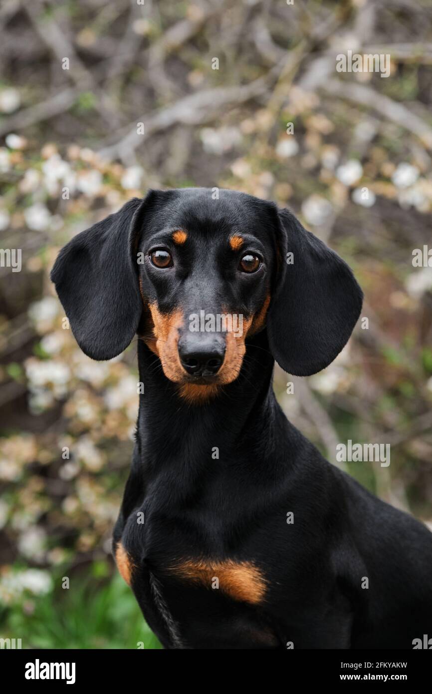 Rabbit dachshund teen face portrait close up. Dog looks carefully ahead ...