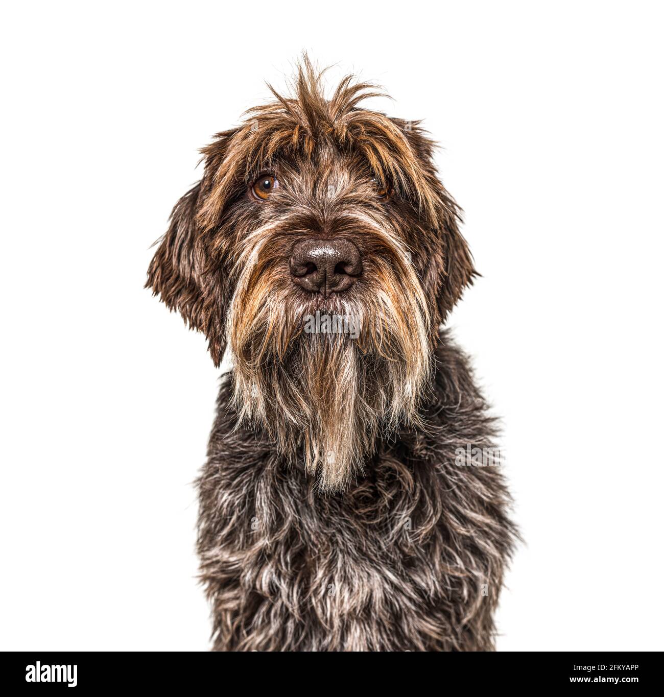 Korthals griffon hi-res stock photography and images - Alamy
