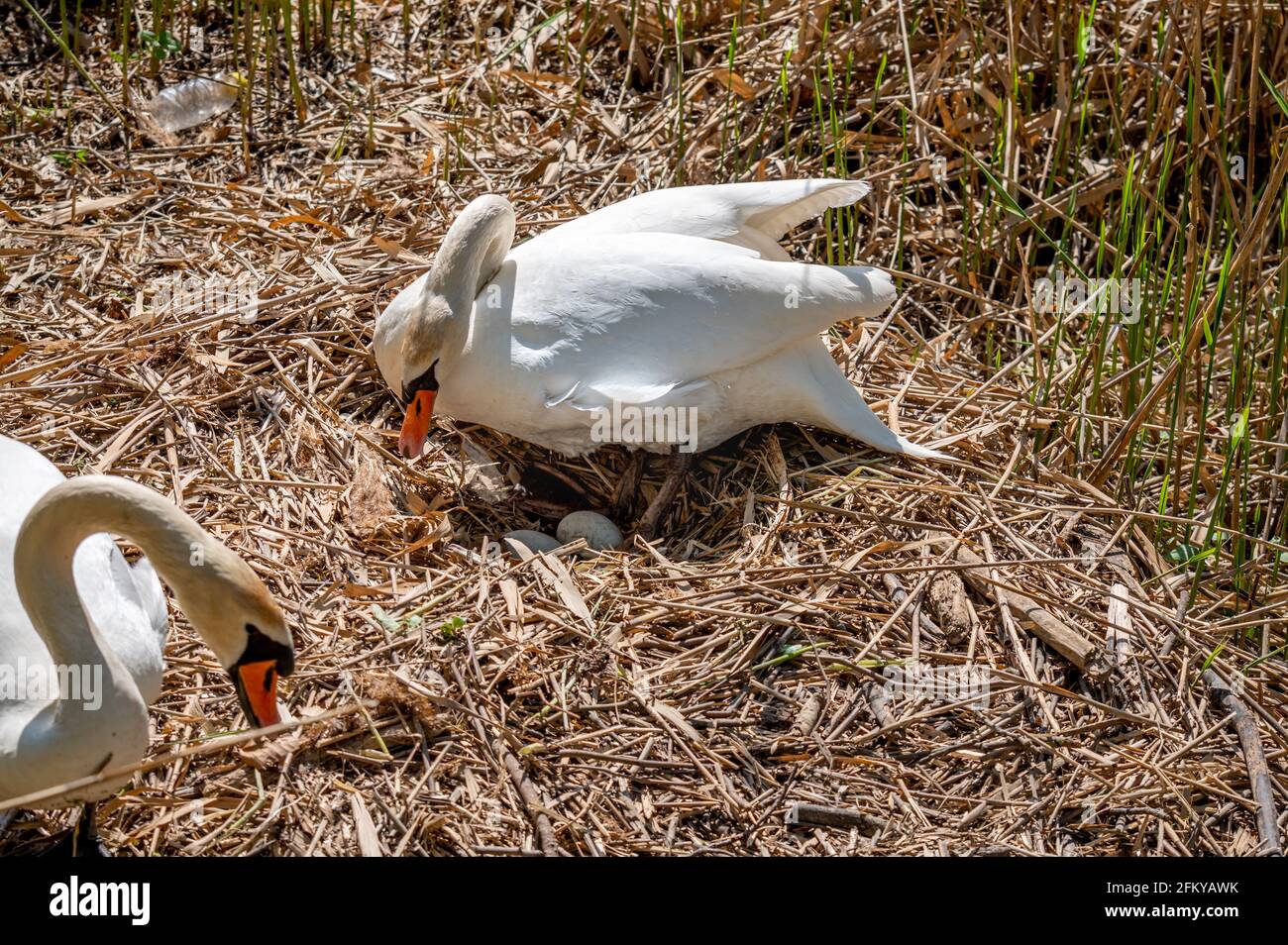 Mute swan in the nest hatching eggs in spring. Cygnus olor. Plastic bottle waste on ground. Pollution concept. Stock Photo