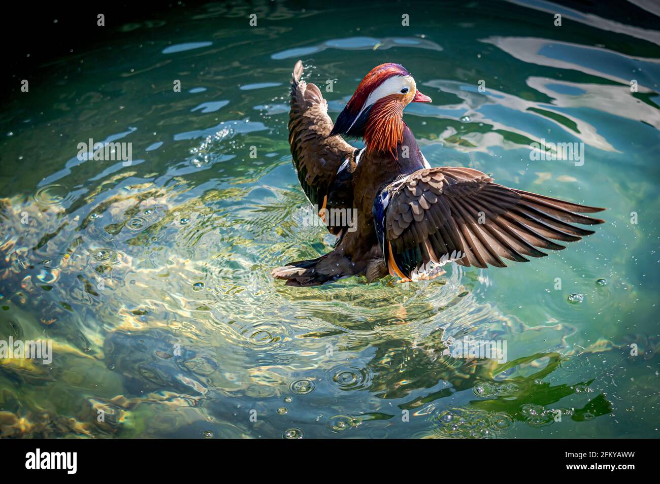 One adult male mandarin duck Swimming in lake Geneva, Switzerland. Aix ...
