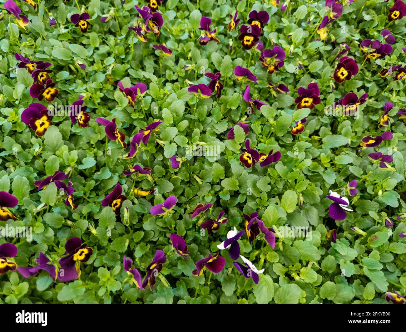 full frame background of viola tricolor plants blooming Stock Photo
