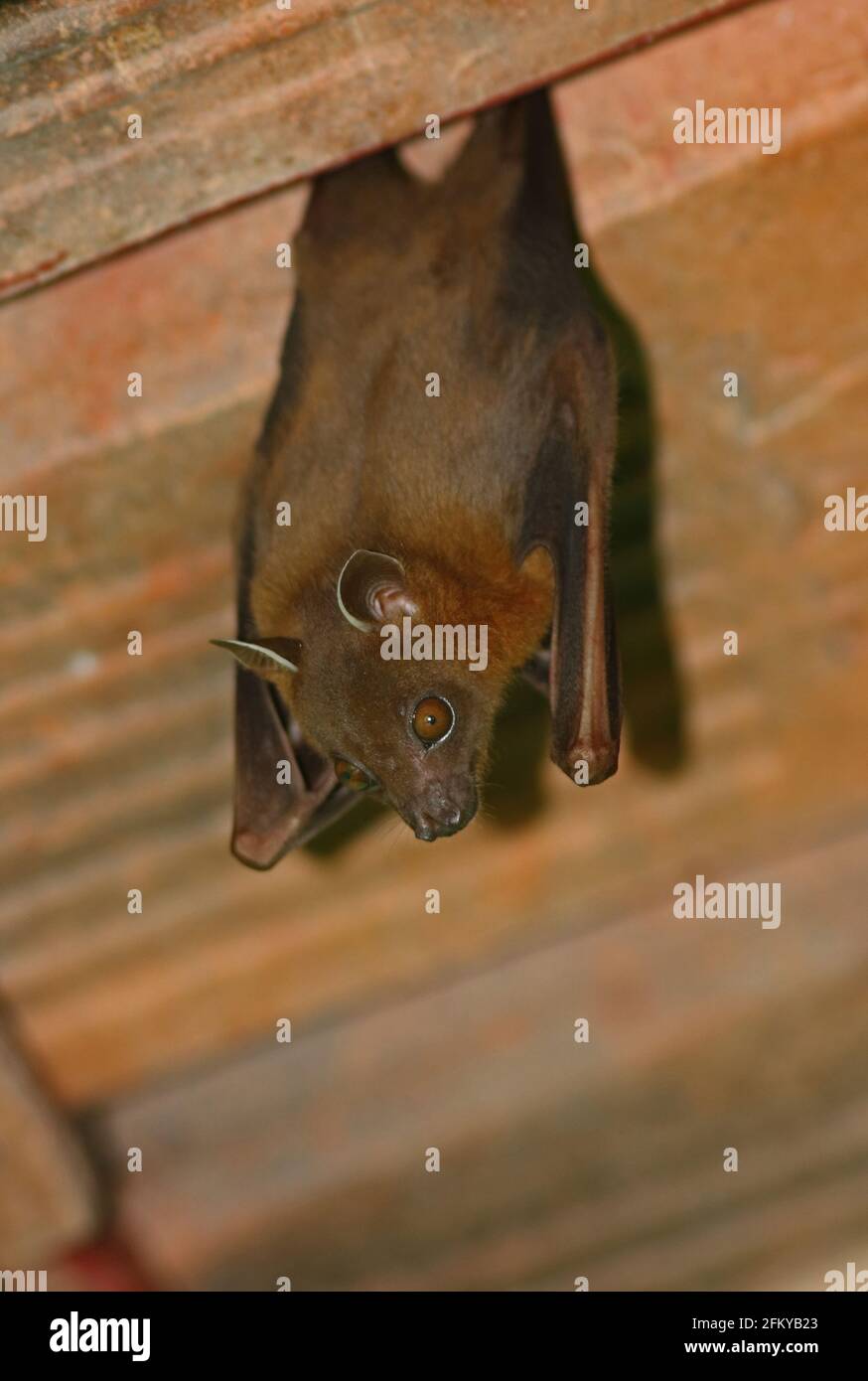 Greater Short-nosed Fruit Bat (Cynopterus sphinx angulatus) adult hanging from roof Way Kambas NP, Sumatra, Indonesia         June Stock Photo