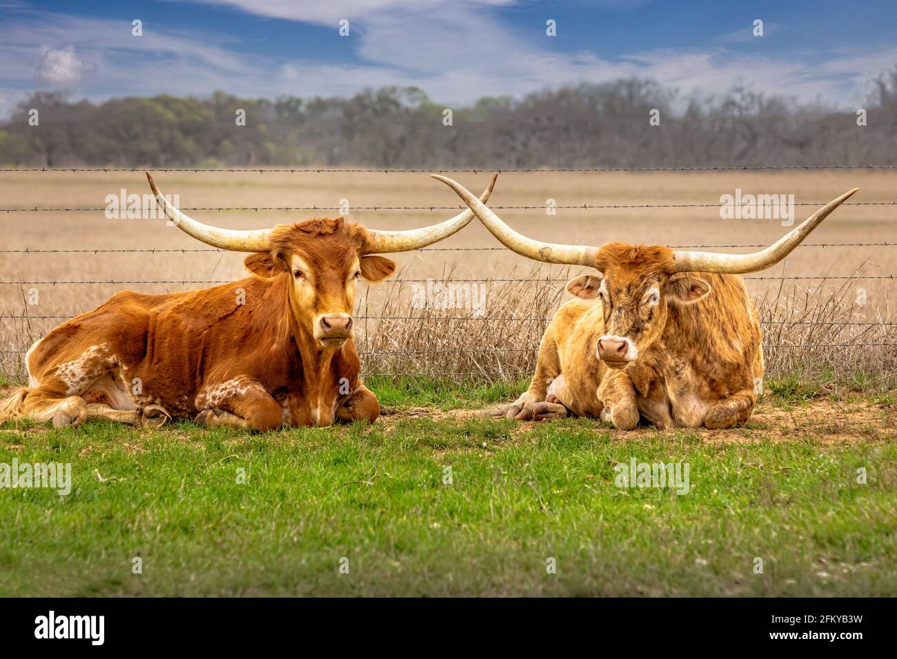 A couple of Texas longhorn cattle relaxing in the grass with crossed horns Stock Photo