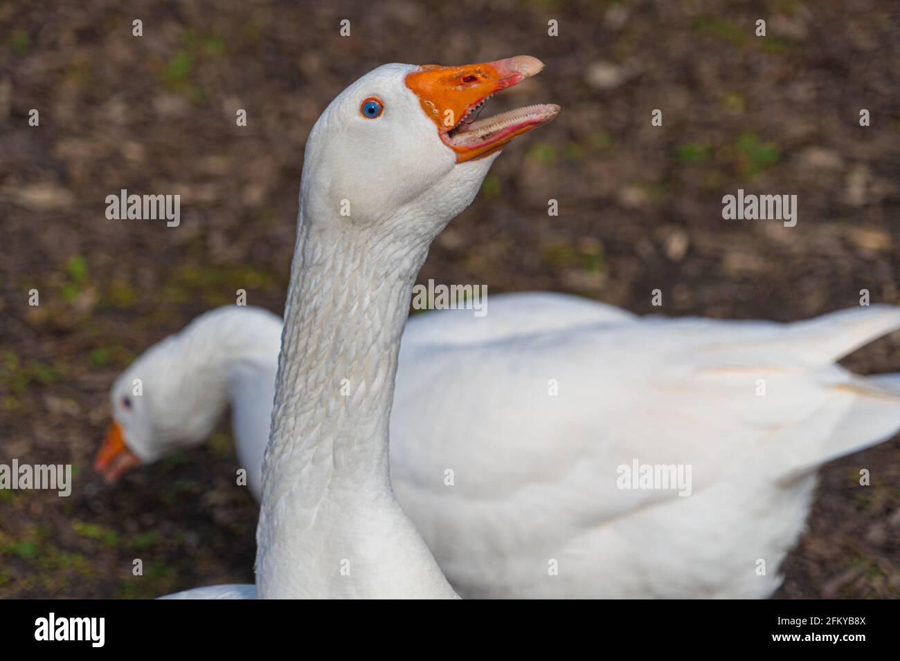 Close up low level view of Embden Emden Geese. Single portrait shot of