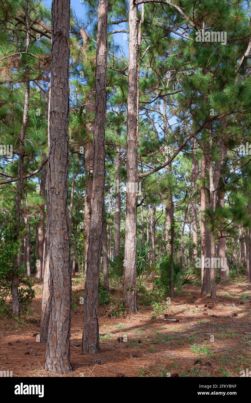 South Florida / Southern Slash Pine Trees (Pinus elliottii) in Caloosa Park, Boynton Beach, Palm Beach County, Florida. Stock Photo