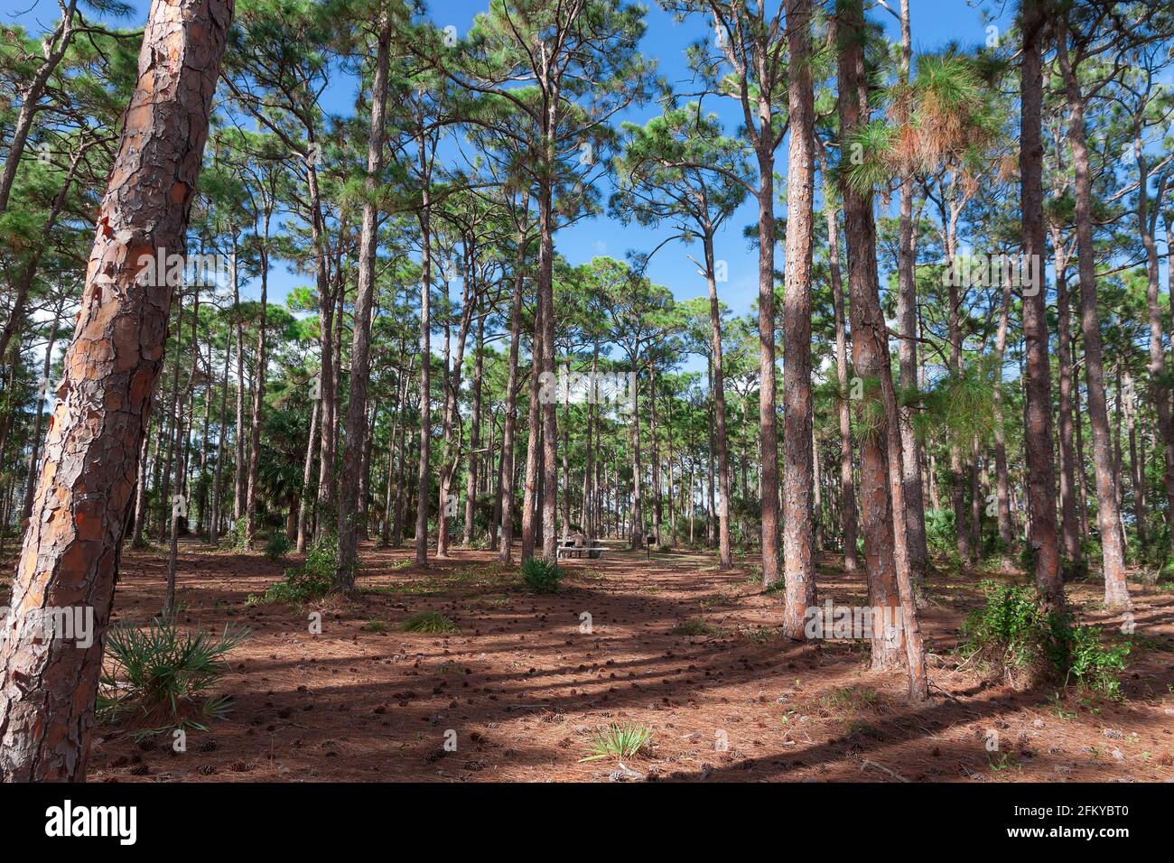 South Florida / Southern Slash Pine Trees (Pinus elliottii) in Caloosa Park, Boynton Beach, Palm Beach County, Florida. Stock Photo