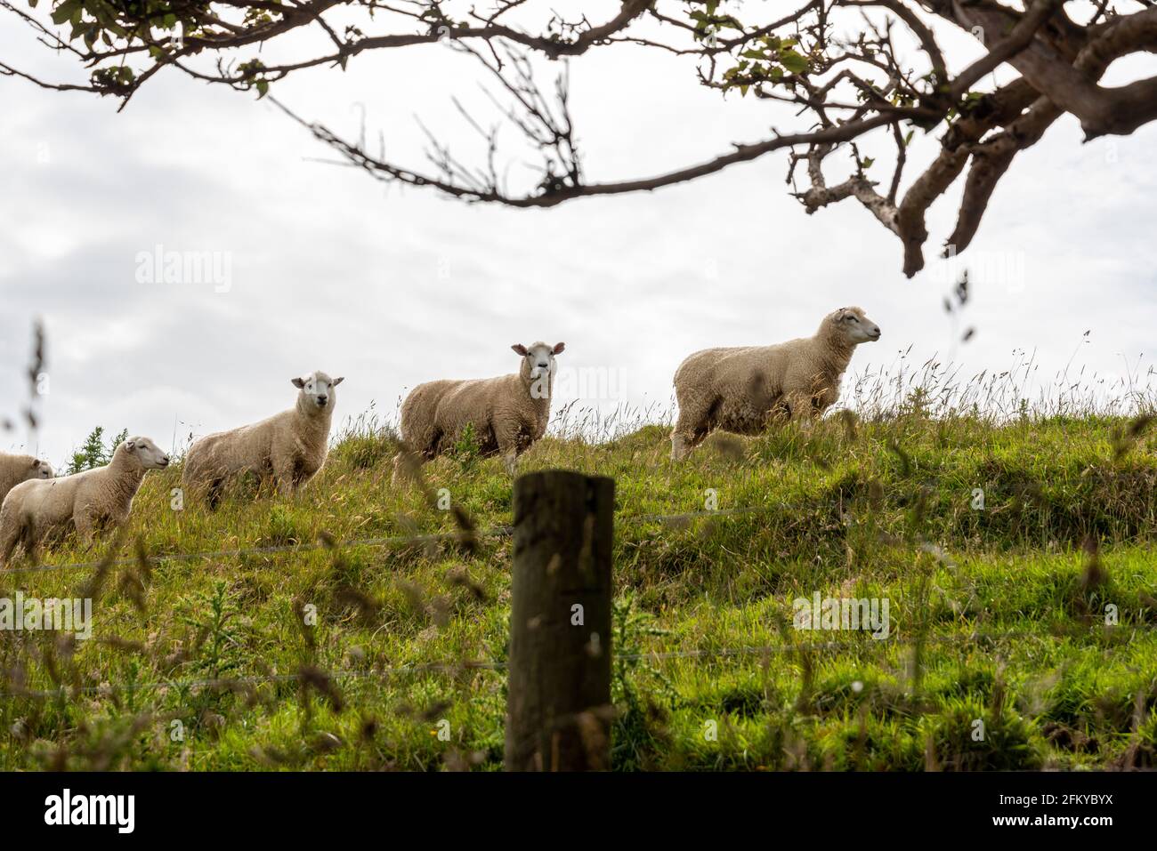Sheep at Penguin bay, South Island of New Zealand Stock Photo