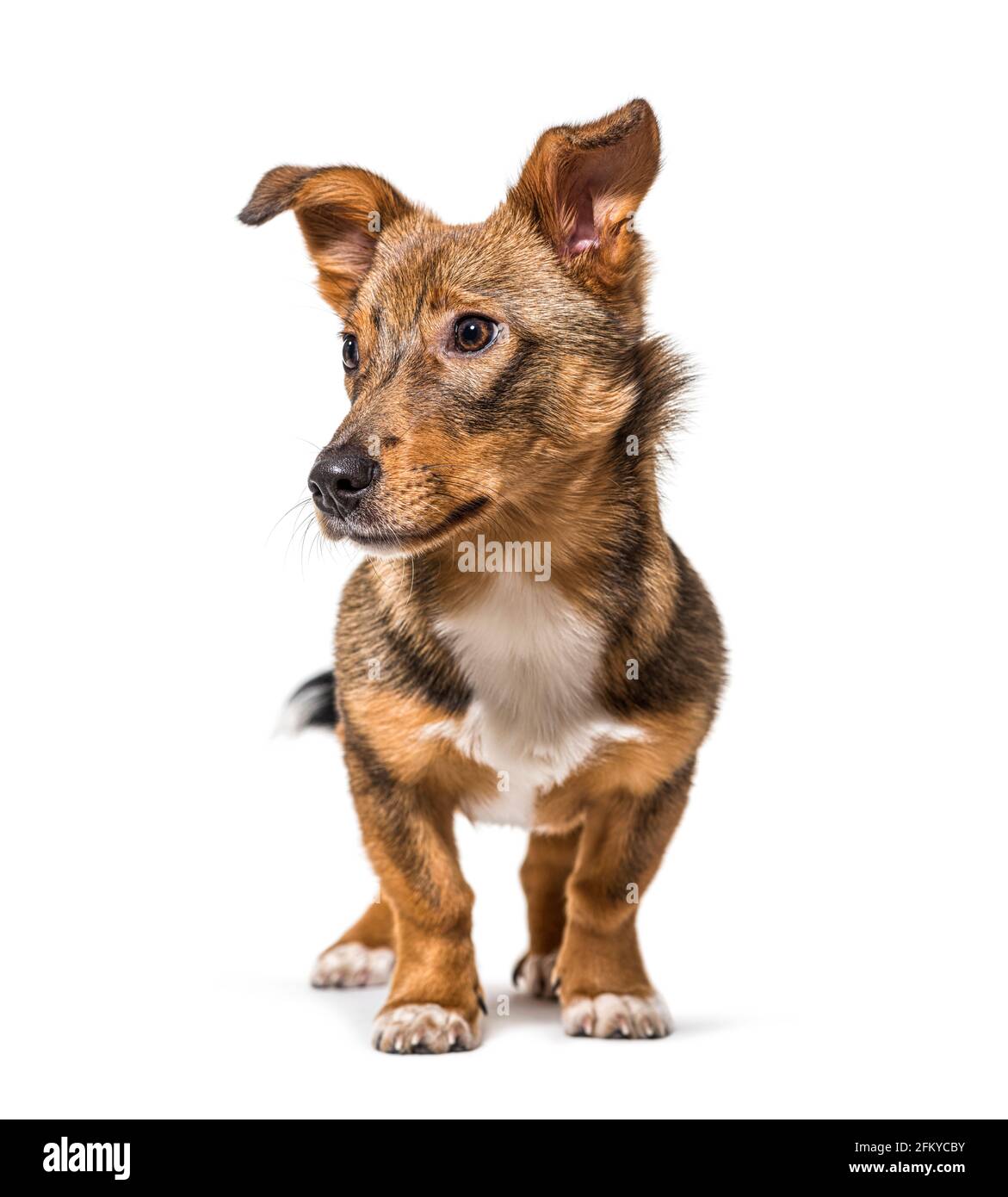 isolated Crossbreed dog standing in front, isolated Stock Photo - Alamy
