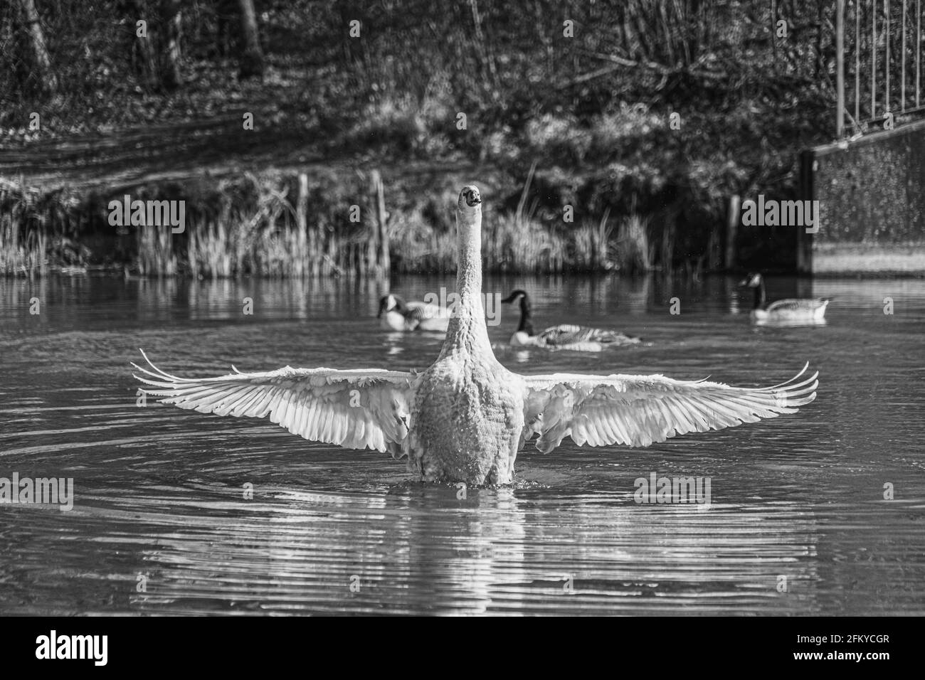 Young Mute Swan with Grey and White Feathers washing in lake