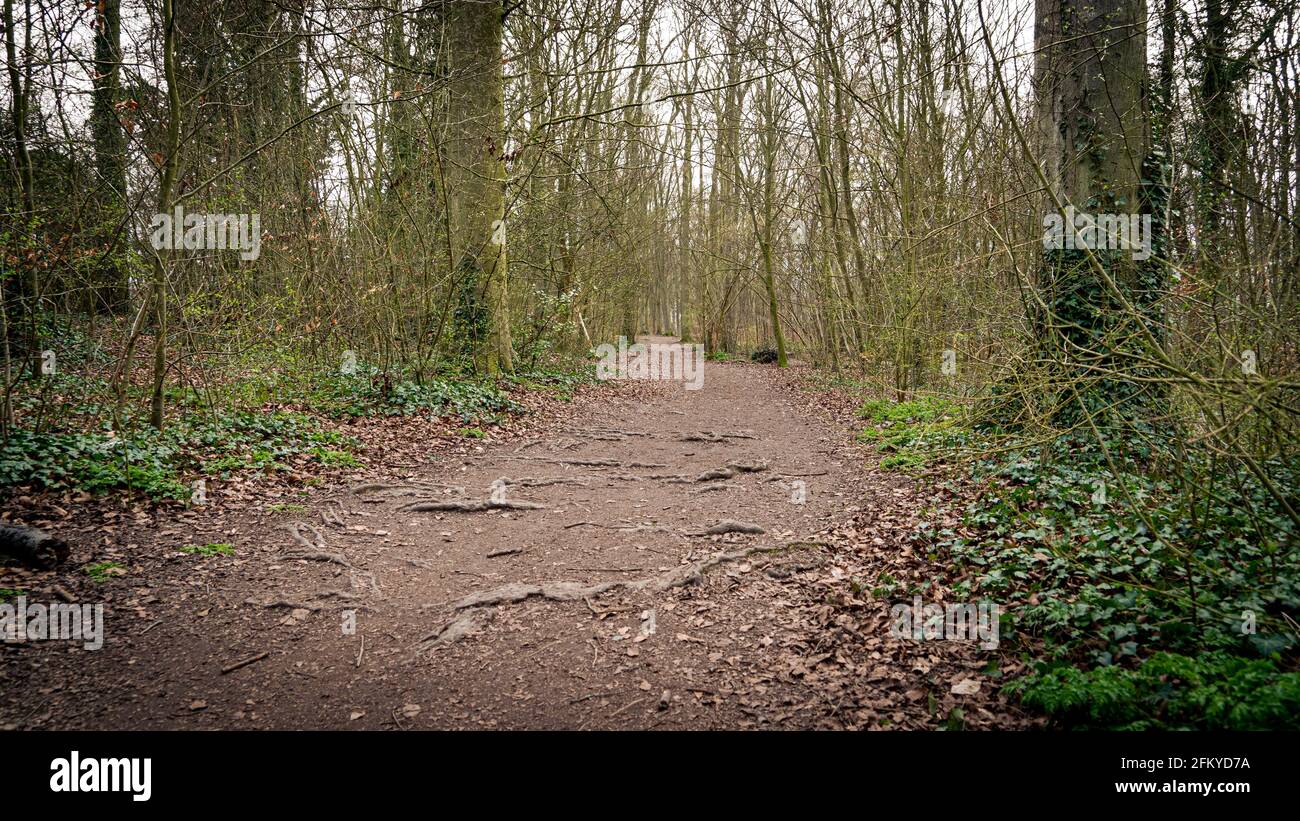Path through beech tree woodland in spring morning in Cambridge Stock Photo