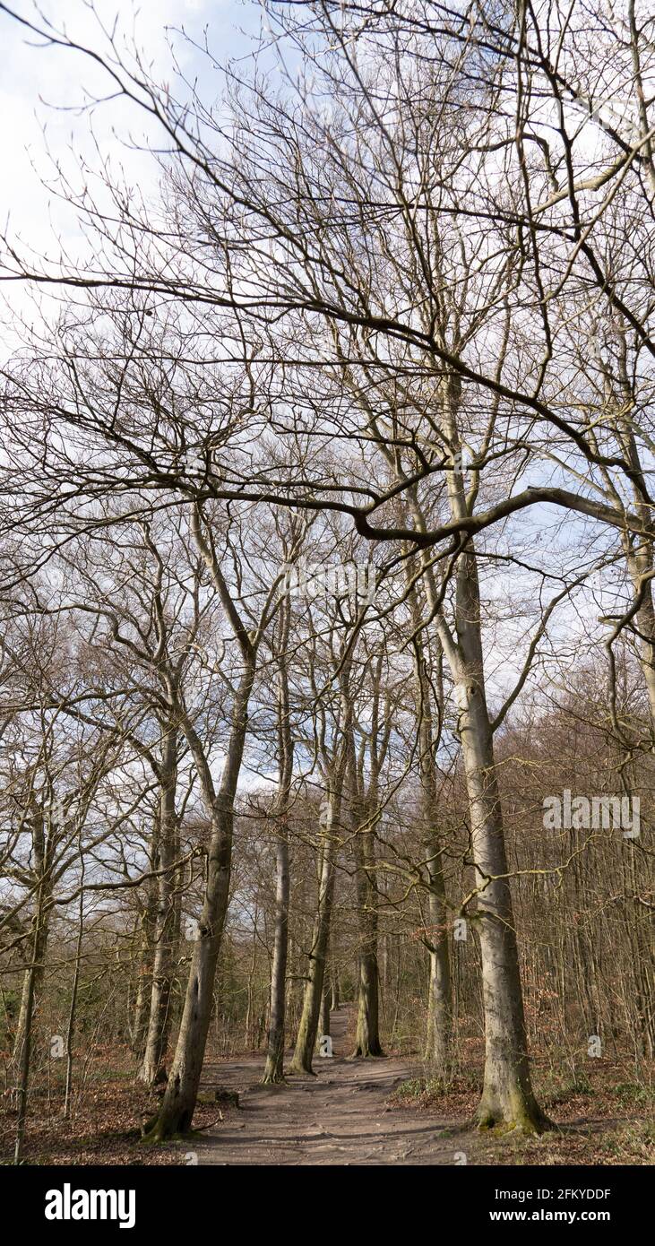 View through beech tree forest against blue sky for natural layer nature texture backdrop wallpaper showing tree truck, branches and twigs Silhouetted Stock Photo