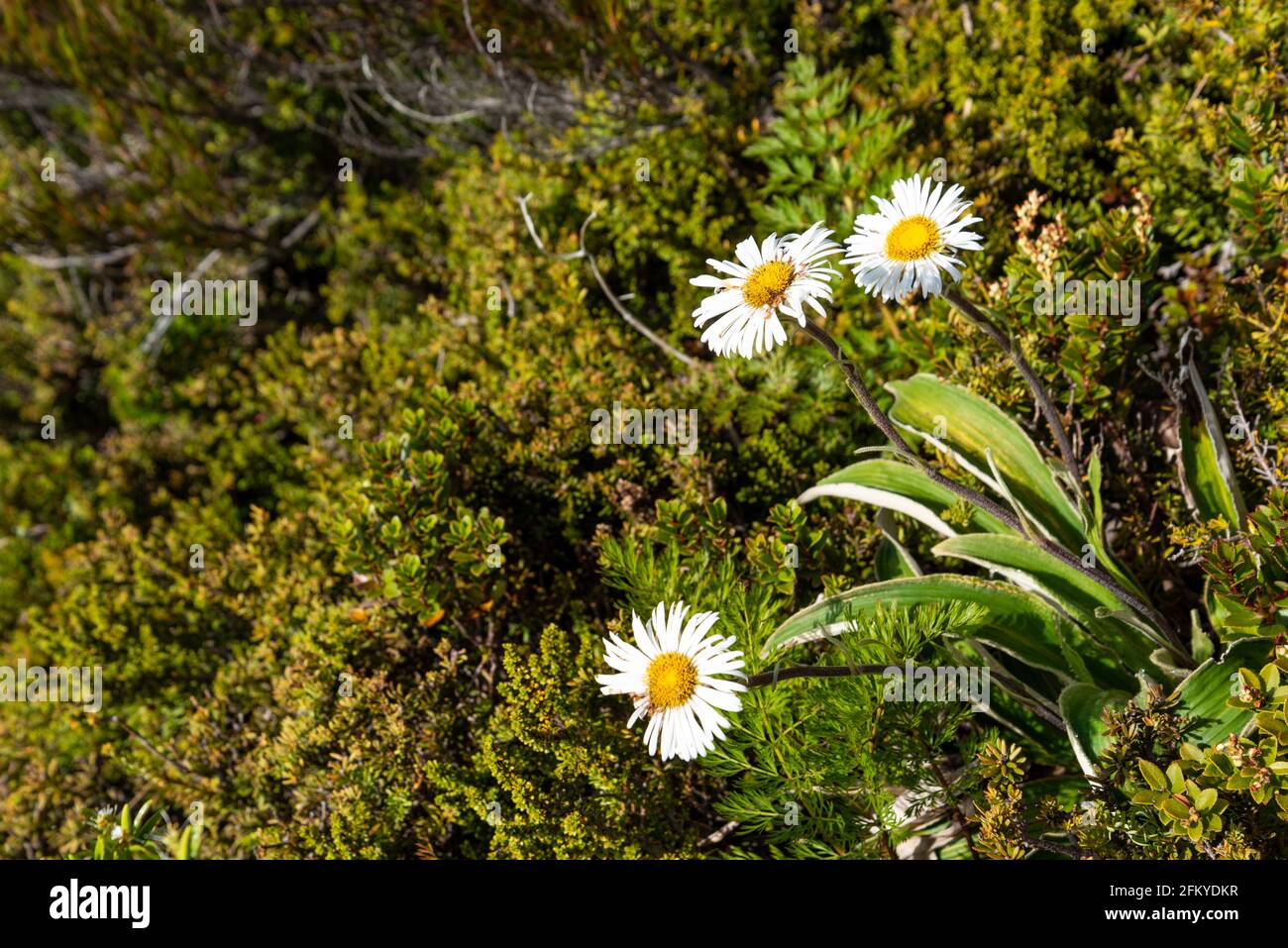Alpine flowers at the Southern Alps, Mount Aoraki National Park, South Island of New Zealand Stock Photo