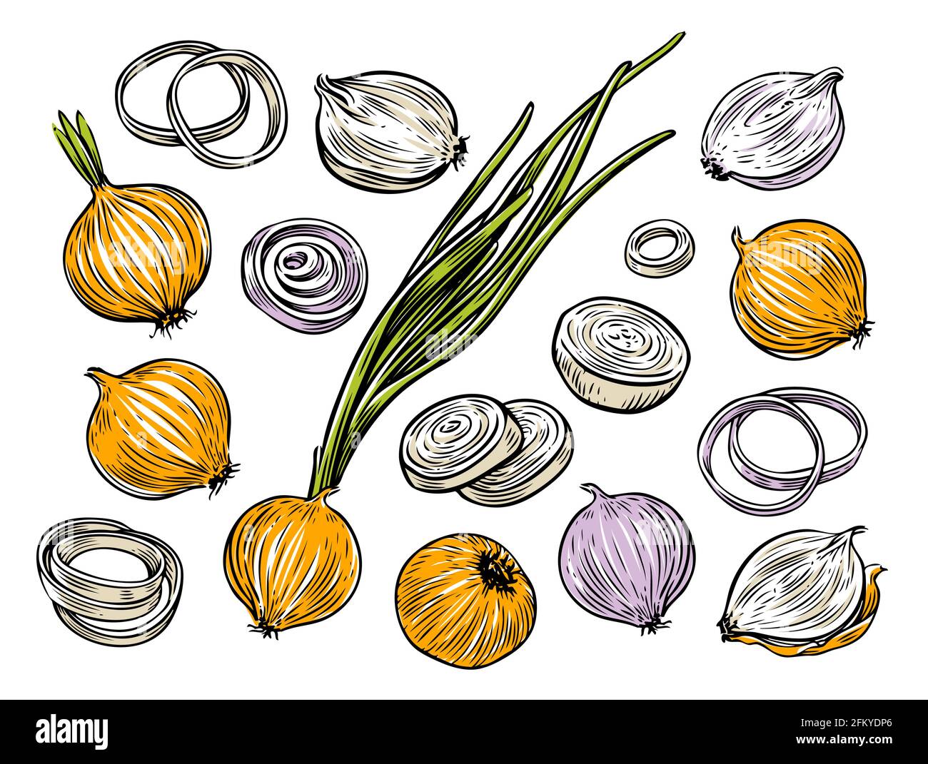 Onion bulb and rings. Fresh vegetables set vector illustration Stock Vector