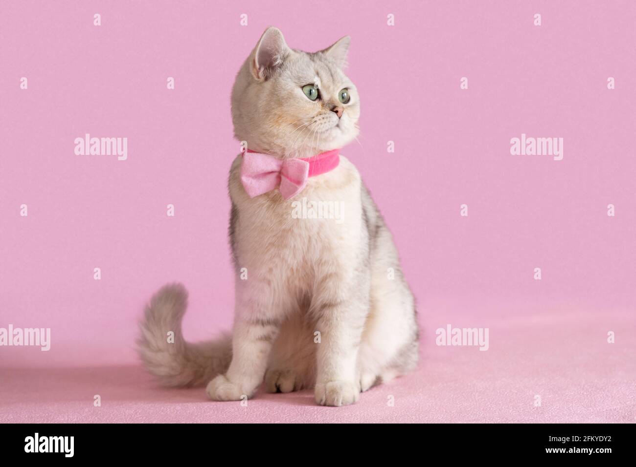 Beautiful white British cat in a pink bow tie, sits on a pink background, looks sideways Stock Photo