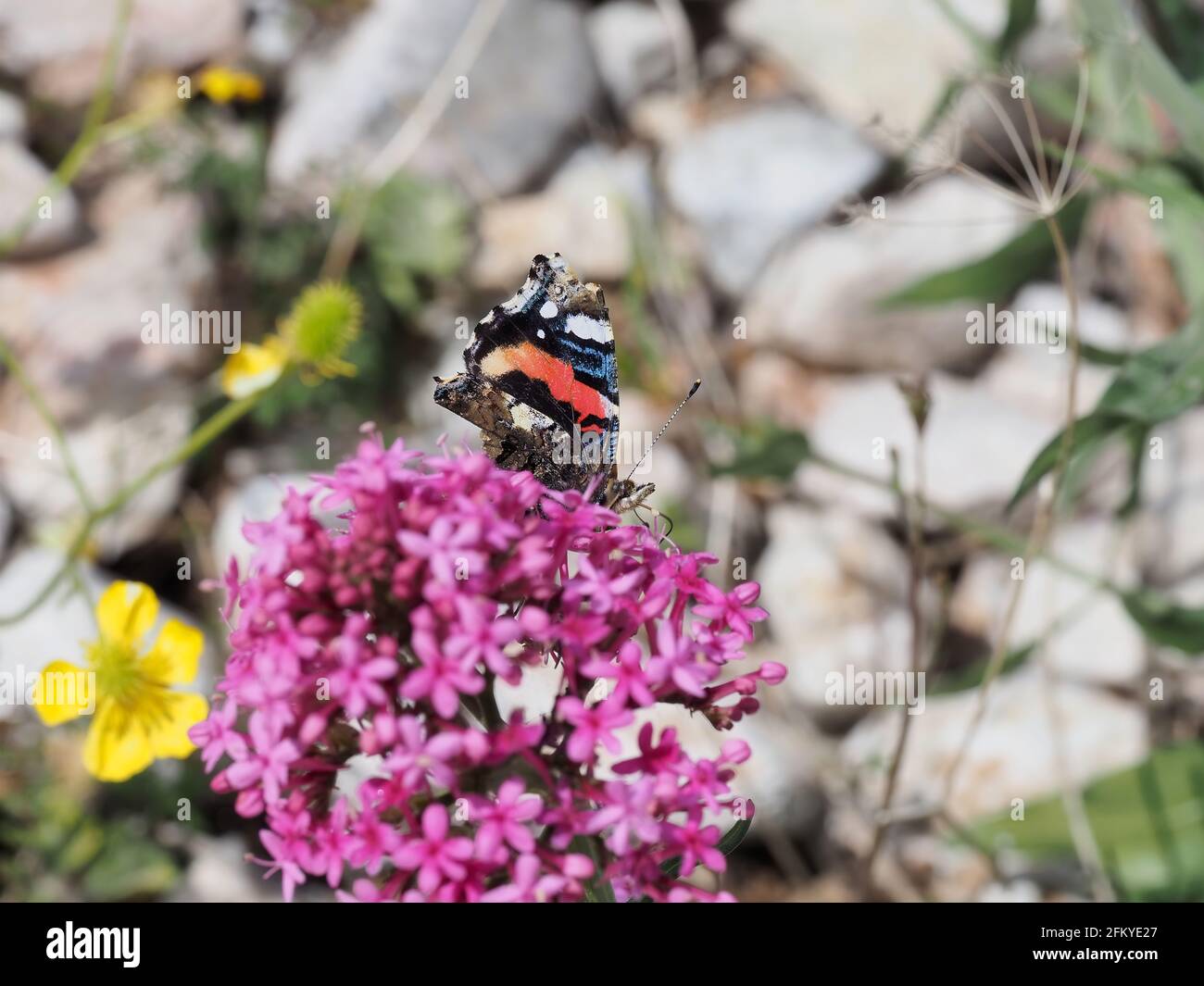 Beautiful colourful butterfly in Greece in Spring, close-up shot Stock Photo