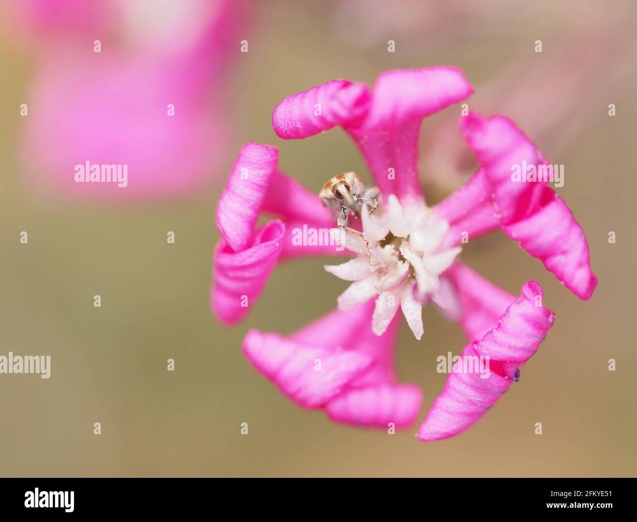 Small magenta-coloured flower in Spring in Greece, macro photo Stock Photo