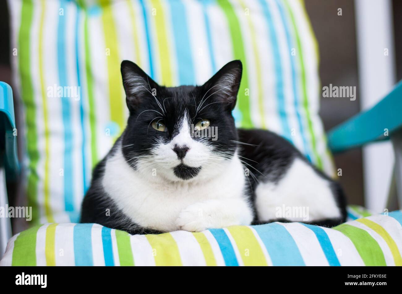 A male black-and-white British short-haired cat (Felis catus) chilling on a colourful stripy chair Stock Photo