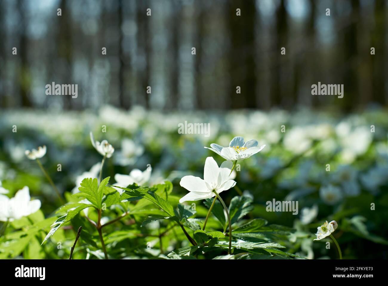 Wood anemones. Selective focus on flower head. Blurred background. Stock Photo