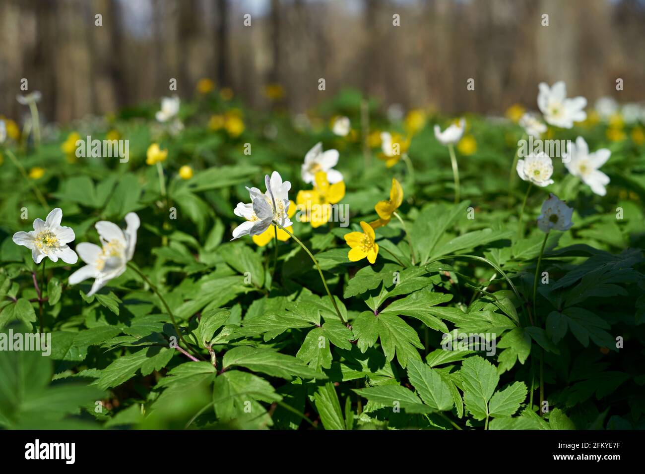 Yellow and white wood anemones in the forest. Selective focus on flowers heads. Blurred background. Stock Photo