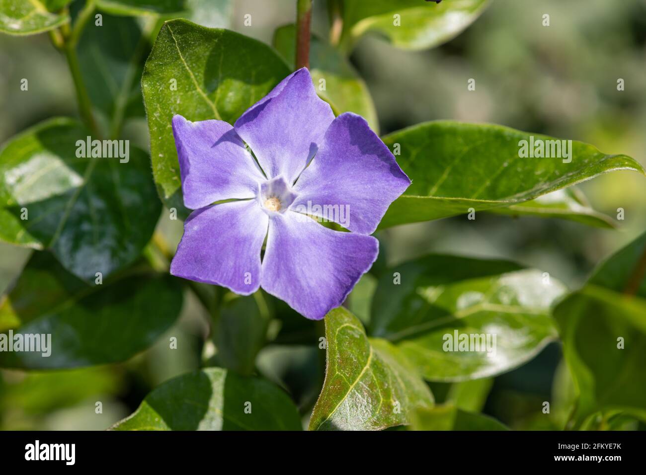 Close up of a greater periwinkle (vinca major) flower in bloom Stock