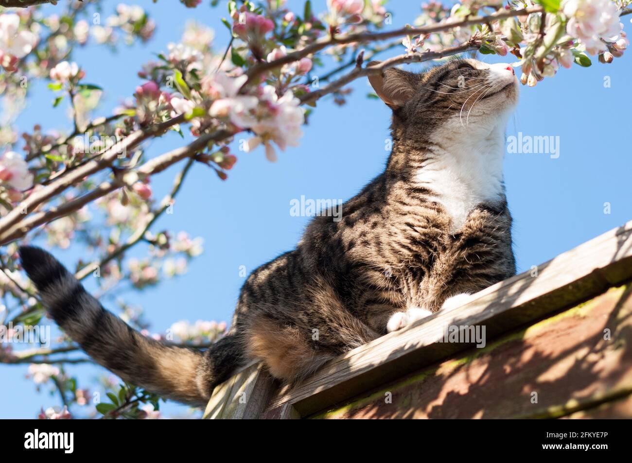 A female short-haired tabby cat (Felis catus) sitting on a wooden fence next to a blossoming apple tree (Malus domestica) Stock Photo