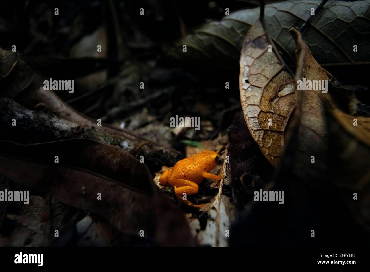 Brachycephalus rotenbergae, a new species of pumpkin toadlet from the Mantiqueira region in southeastern Brazil, previously known as B. ephippium Stock Photo