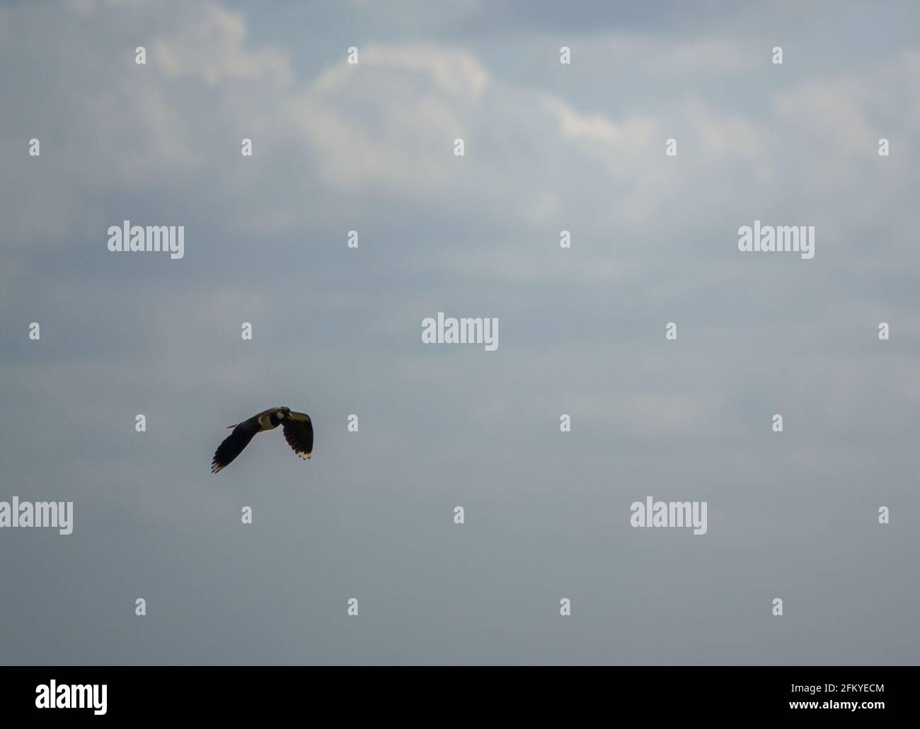 close up of a lapwing flying under a cloudy spring sky Stock Photo - Alamy