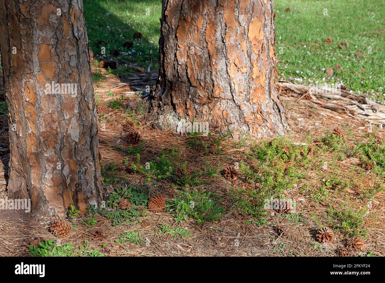 South Florida / Southern Slash Pine Tree (Pinus elliottii) ground cover. Stock Photo