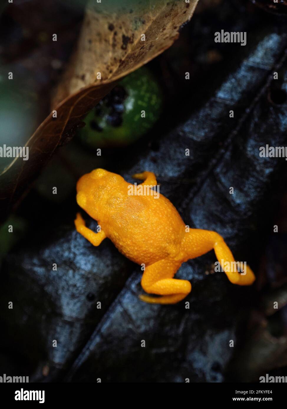 Brachycephalus rotenbergae, a new species of pumpkin toadlet from the Mantiqueira region in southeastern Brazil, previously known as B. ephippium Stock Photo