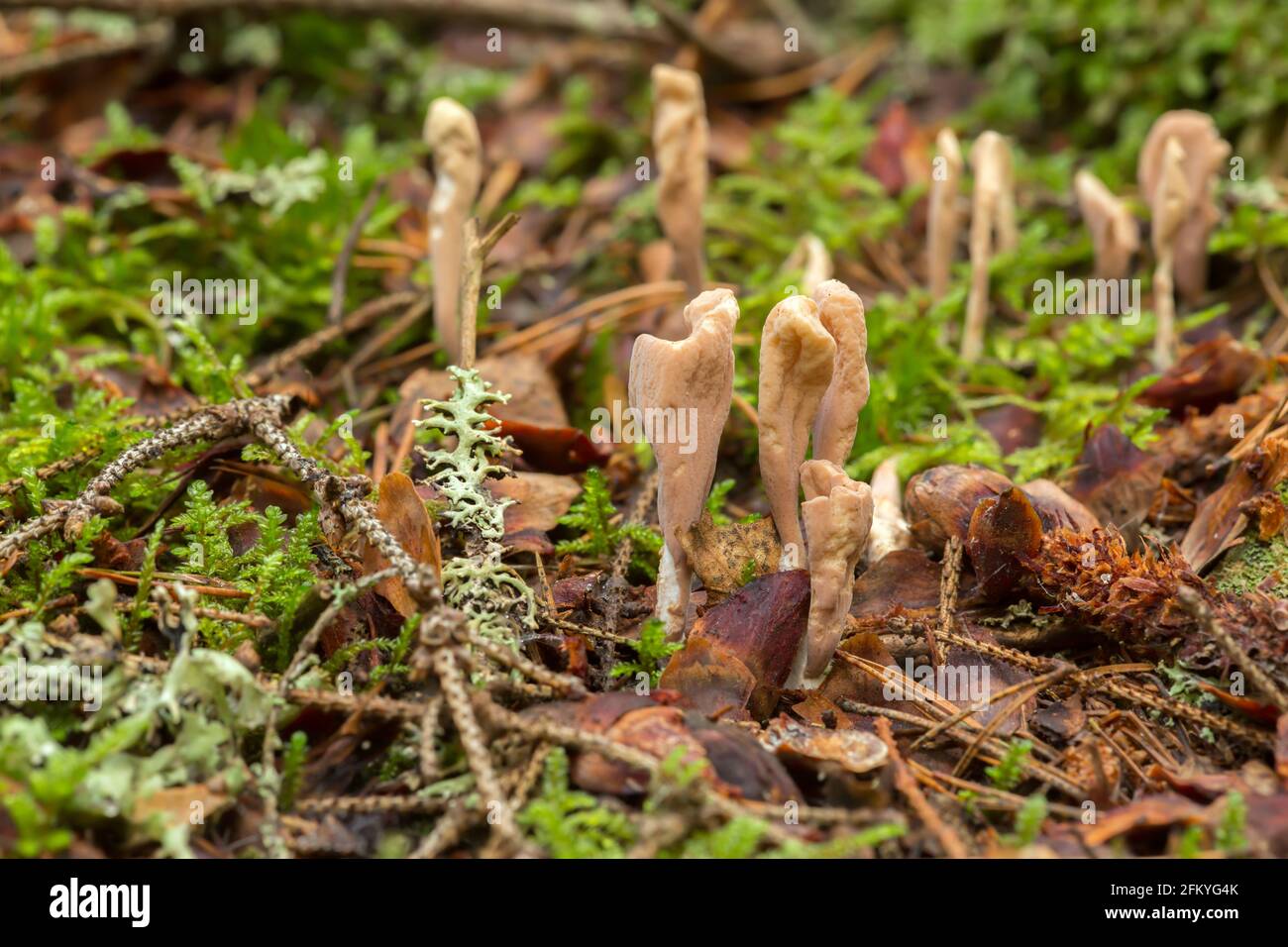 Club fungi, Clavariadelphus growing in coniferous environment Stock Photo