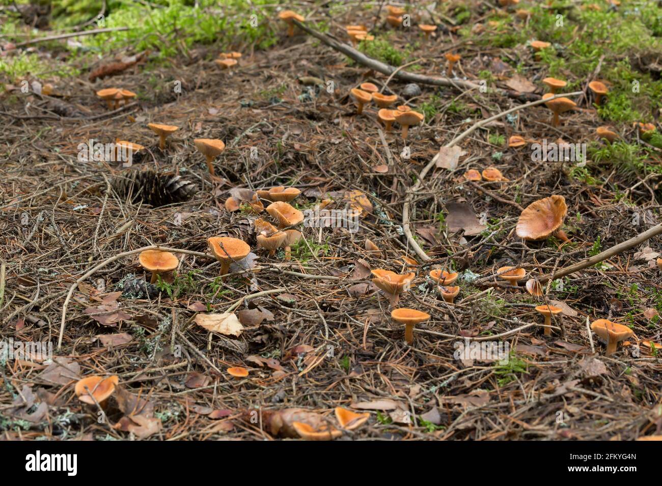 Russulaceae Russulaceae hi-res stock photography and images - Alamy