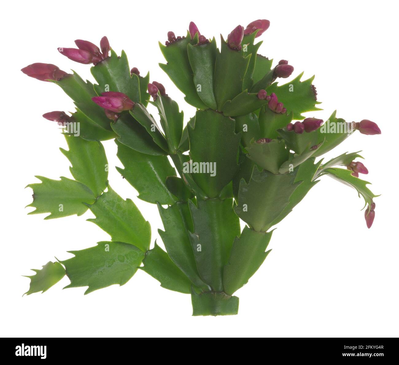 False christmas cactus schlumbergera truncata Cut Out Stock Images